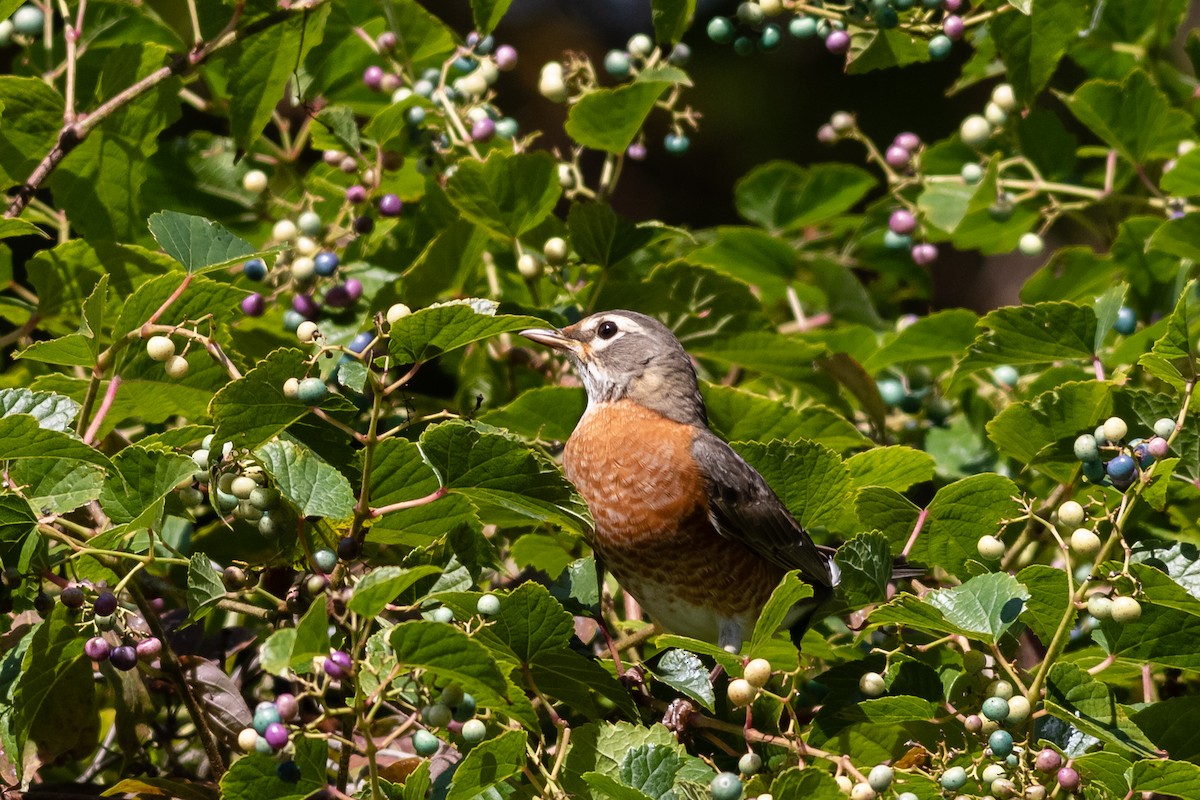 American Robin - ML371125441