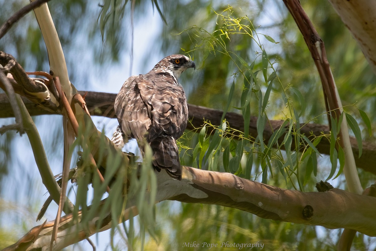 Ayres's Hawk-Eagle - Mike Pope