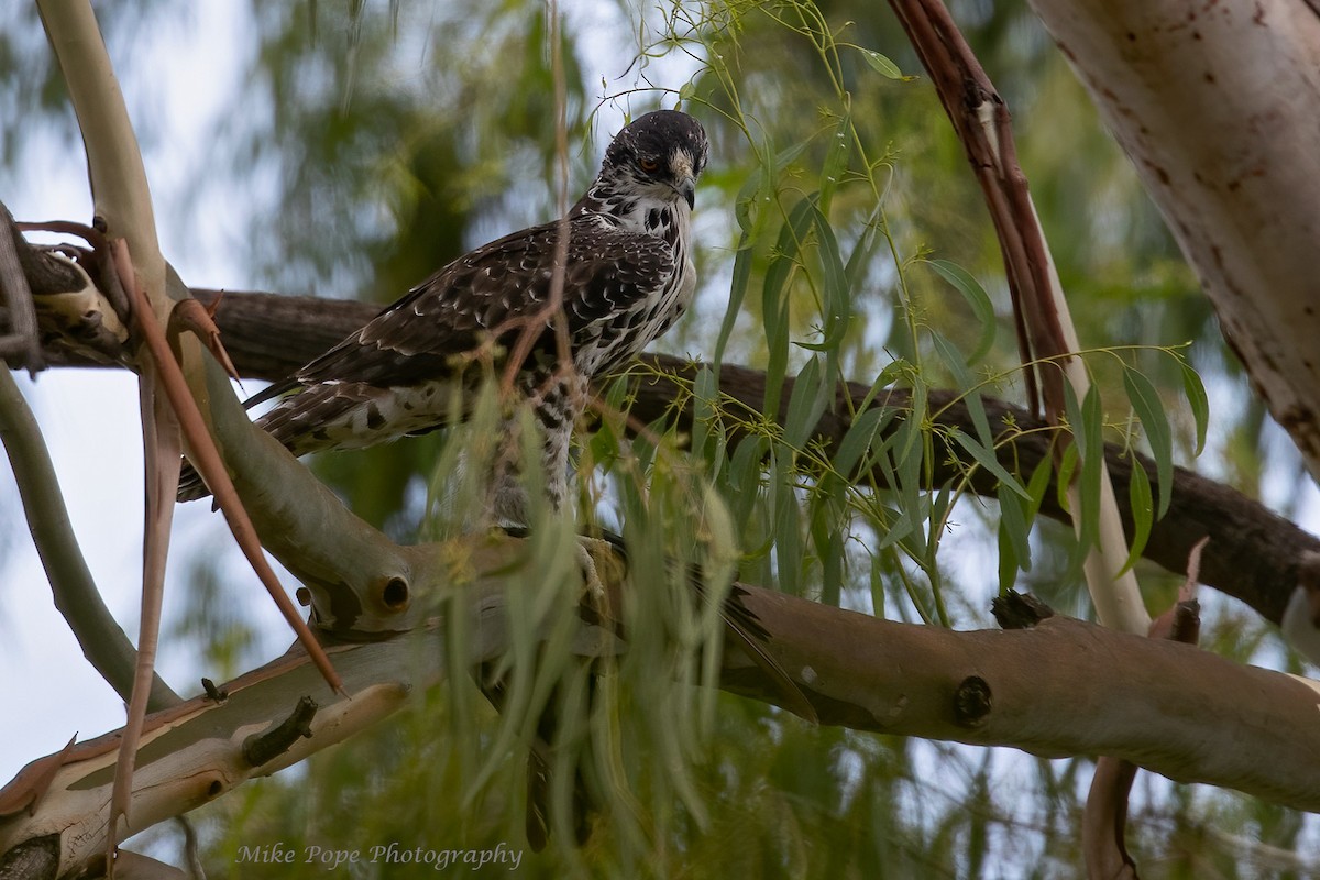 Ayres's Hawk-Eagle - Mike Pope