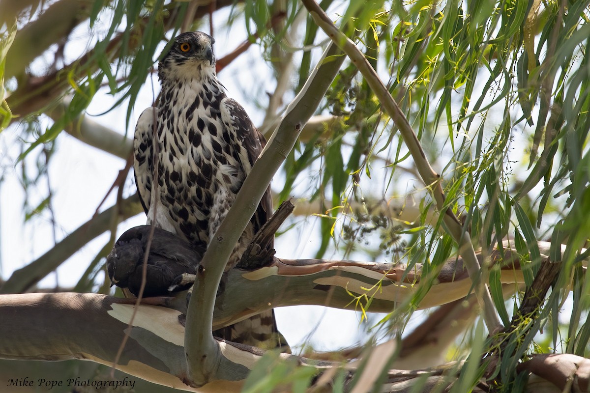 Ayres's Hawk-Eagle - Mike Pope