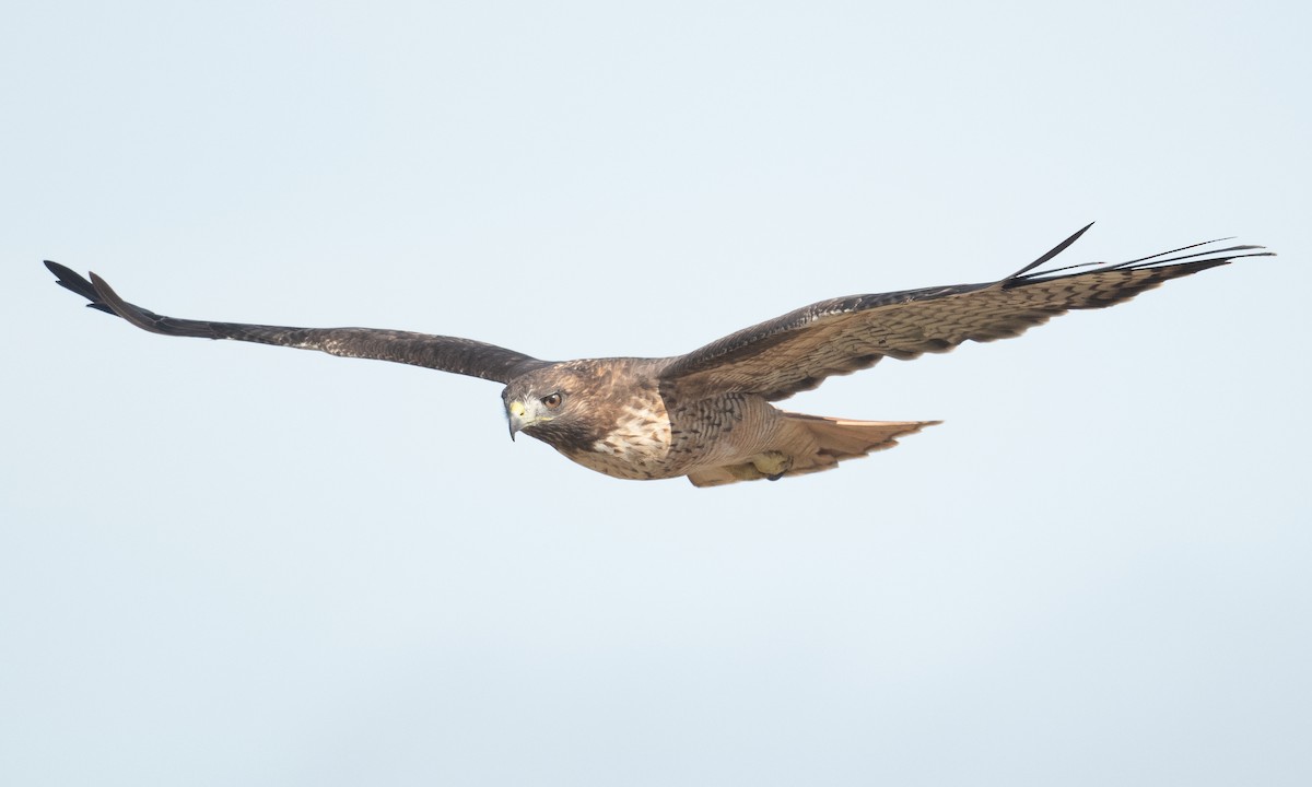 Red-tailed Hawk (calurus/alascensis) - ML371126981