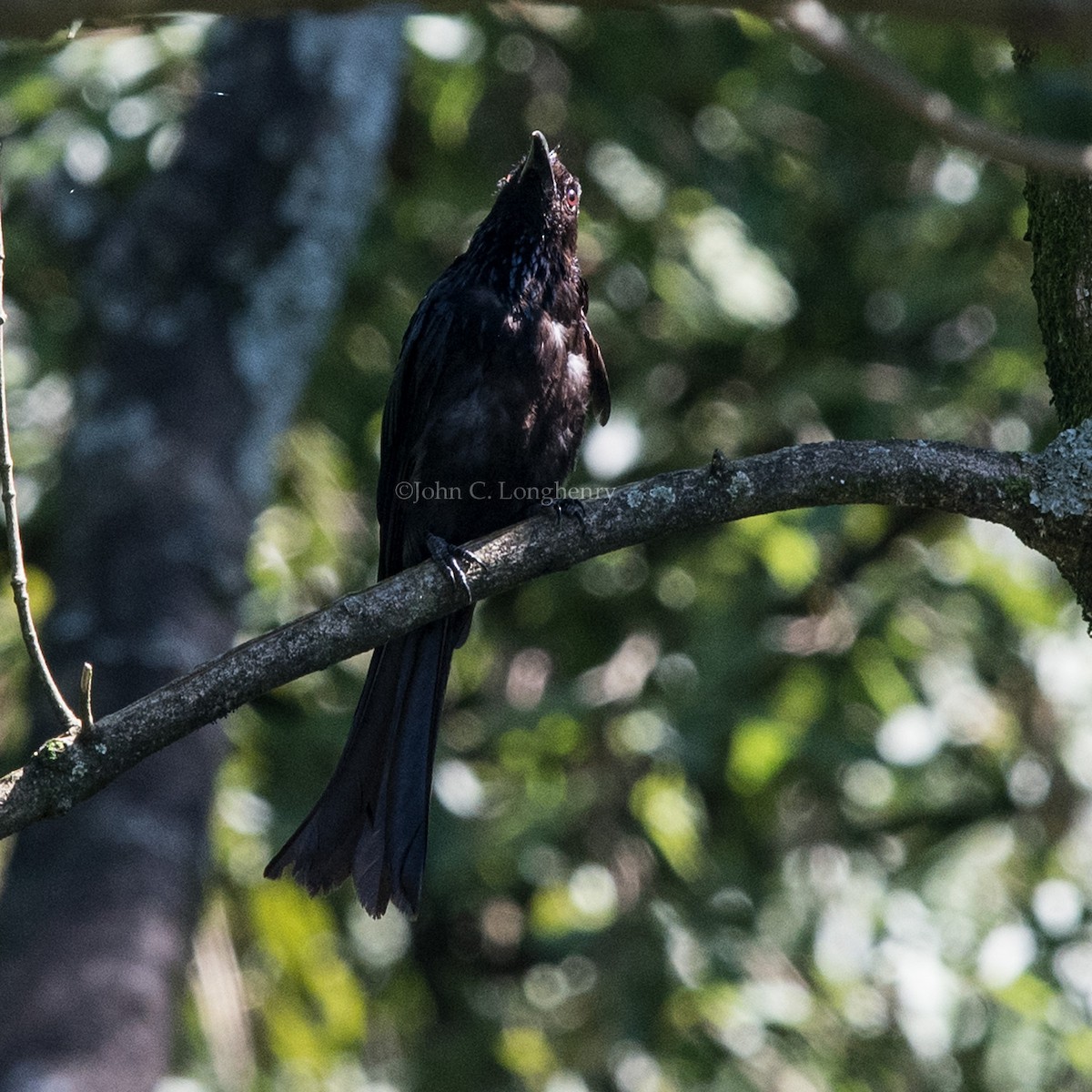 Hair-crested Drongo - John Longhenry