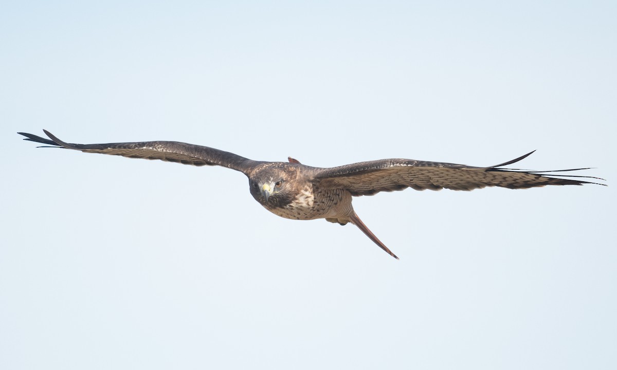 Red-tailed Hawk (calurus/alascensis) - ML371127141