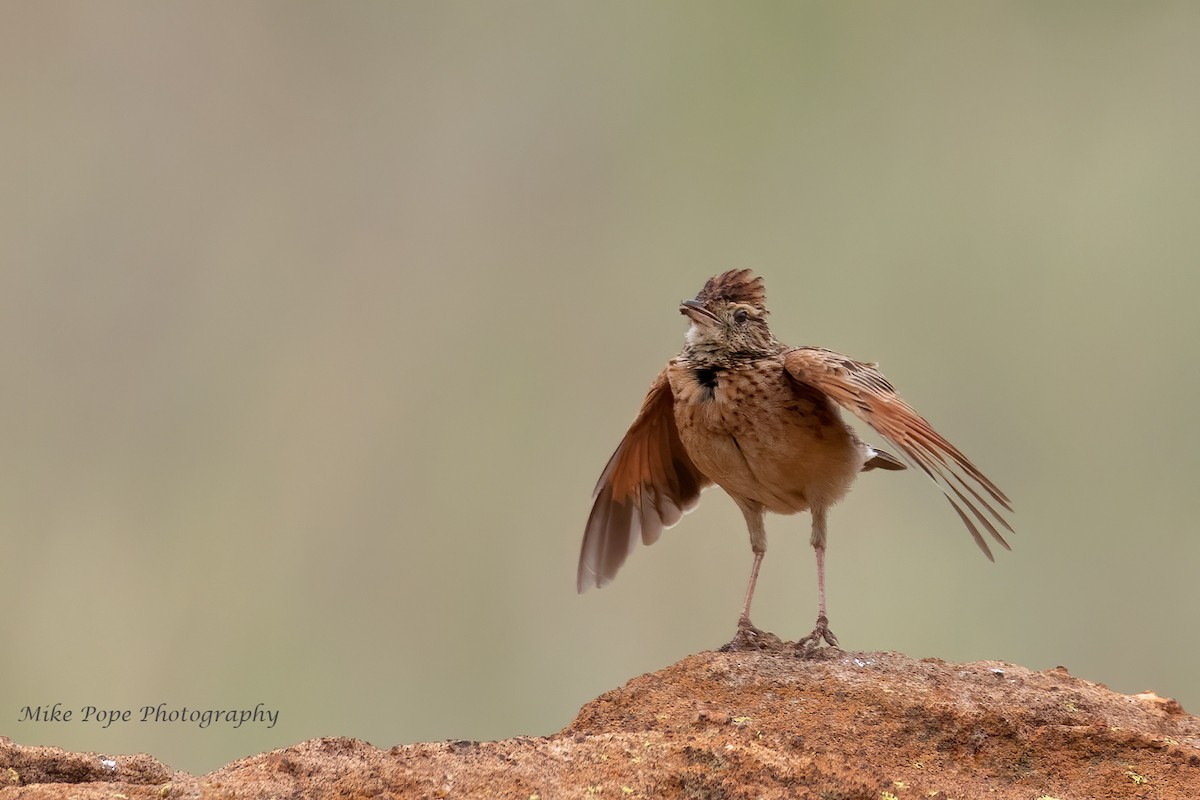 Rufous-naped Lark - ML371127451