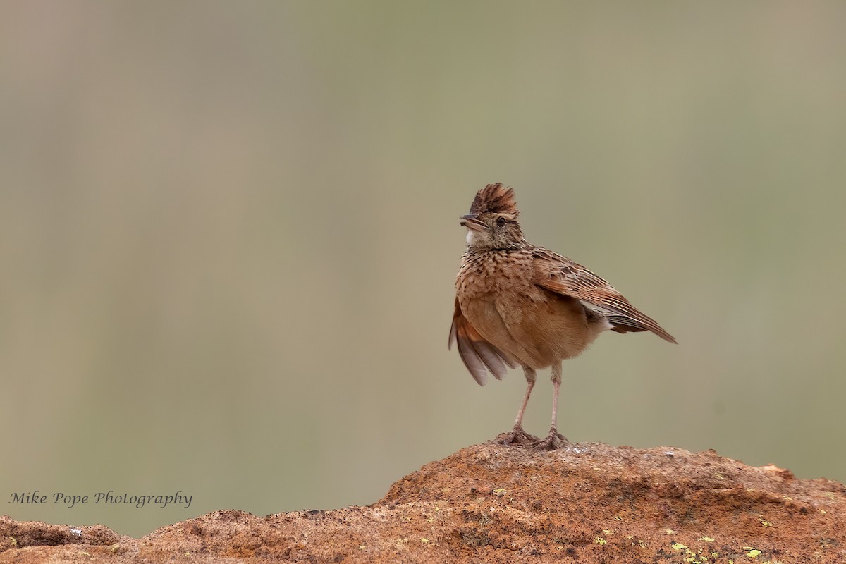 Rufous-naped Lark - ML371127461