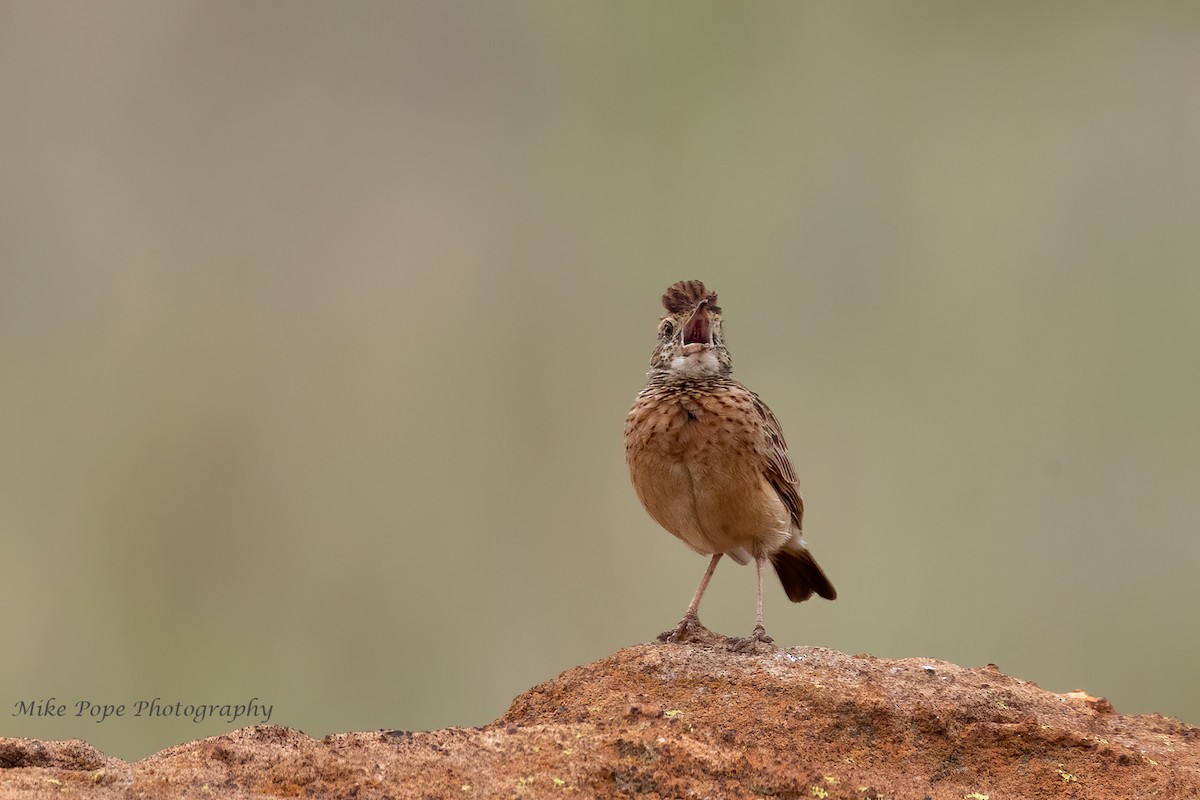 Rufous-naped Lark - ML371127471