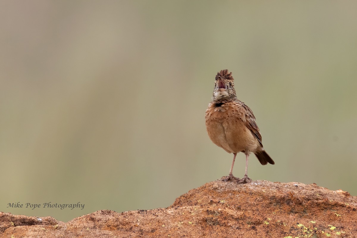 Rufous-naped Lark - ML371127481