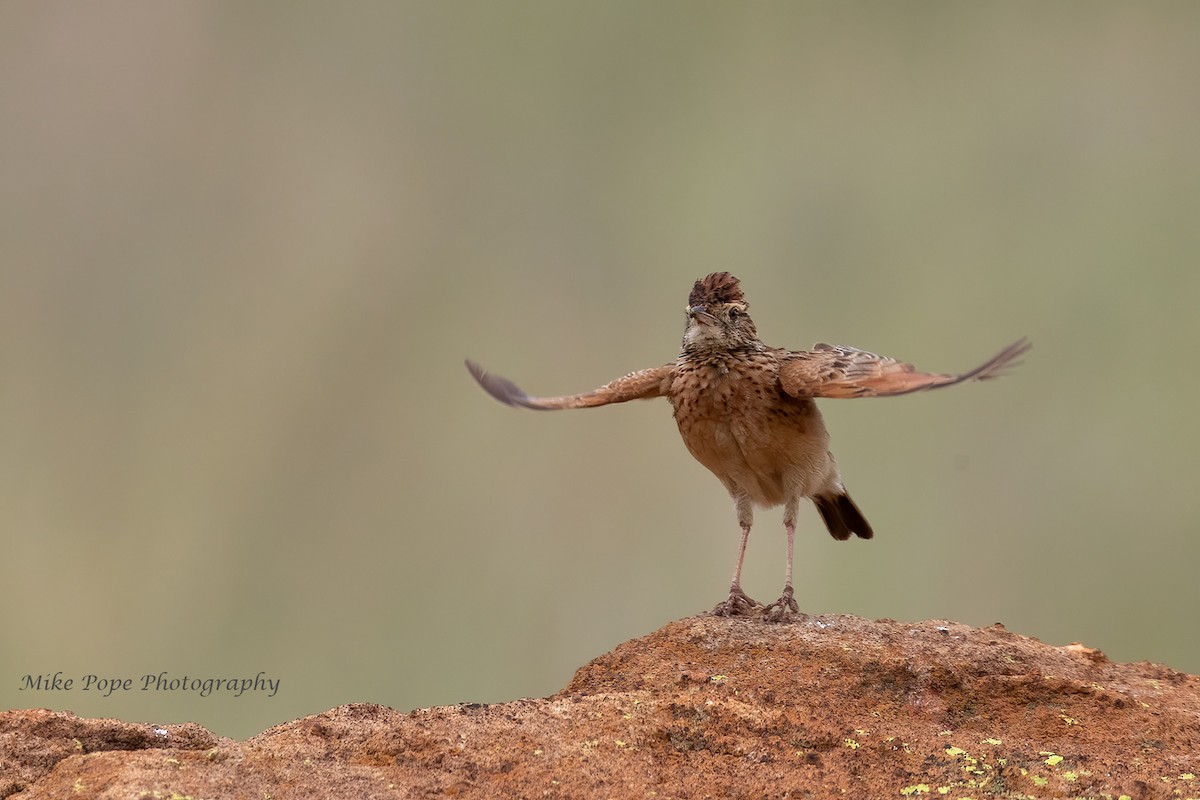 Rufous-naped Lark - ML371127511