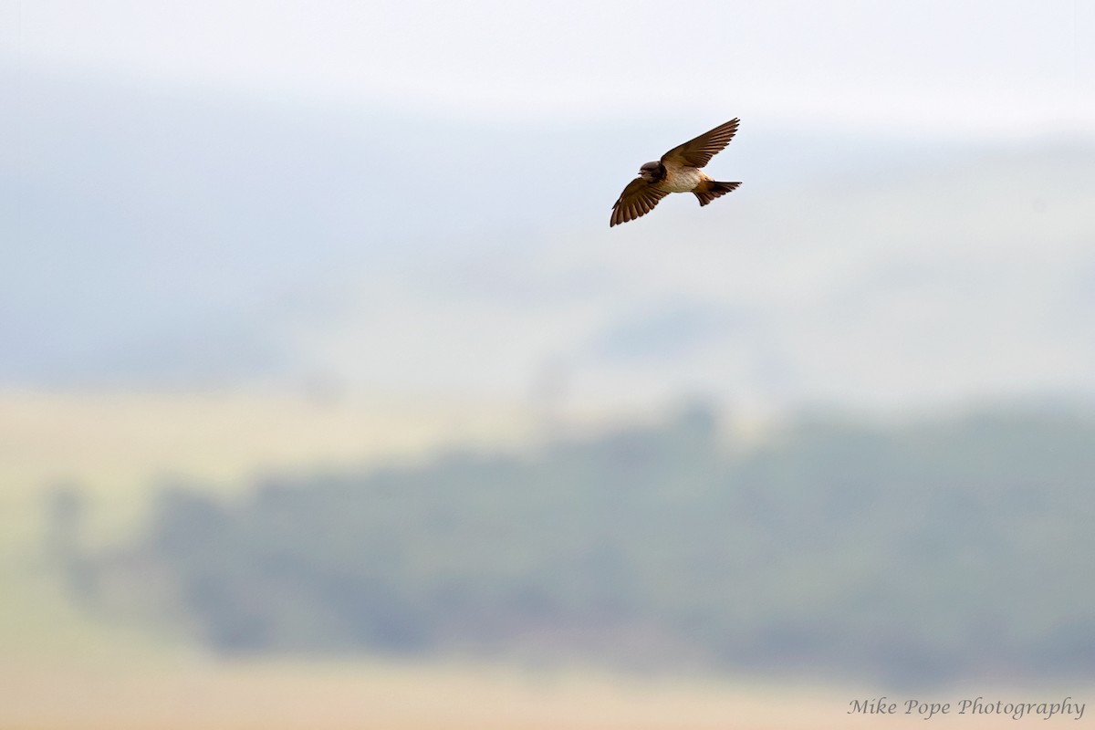 South African Swallow - Mike Pope