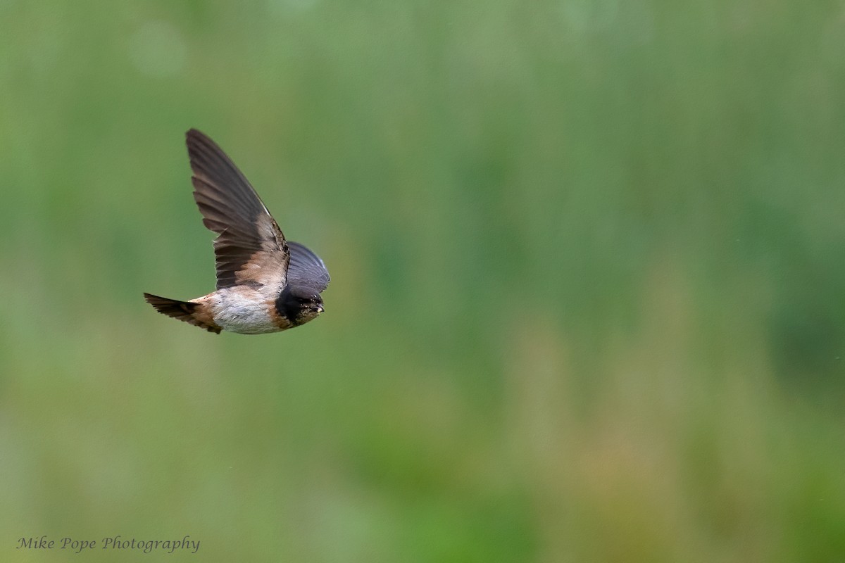 Golondrina Sudafricana - ML371127751