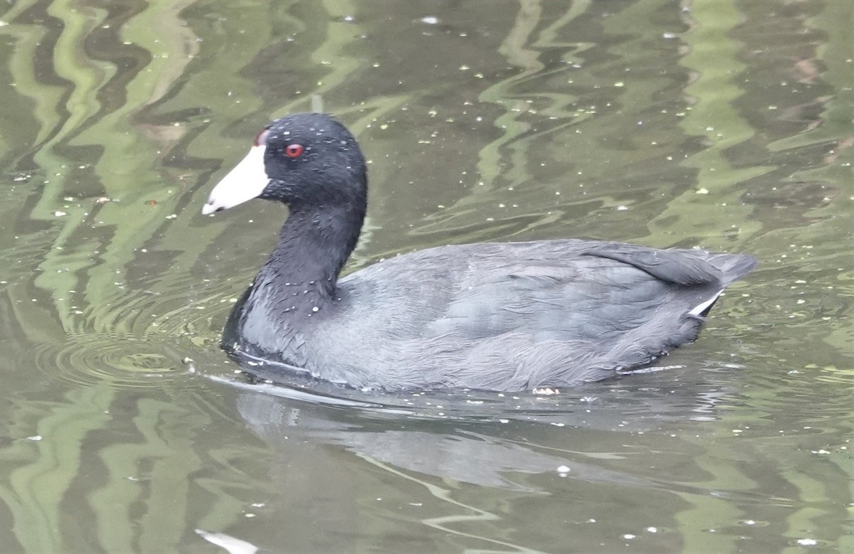 American Coot - ML371127851