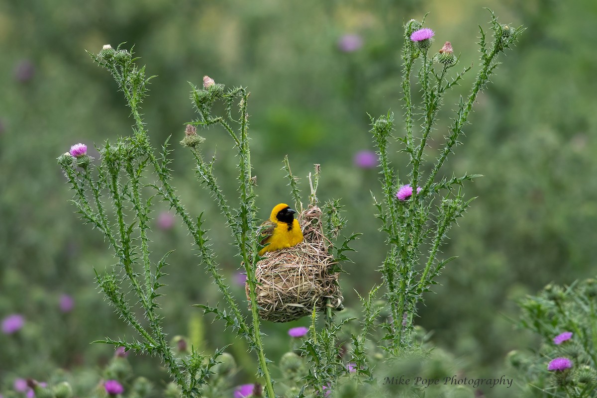 Southern Masked-Weaver - ML371127911