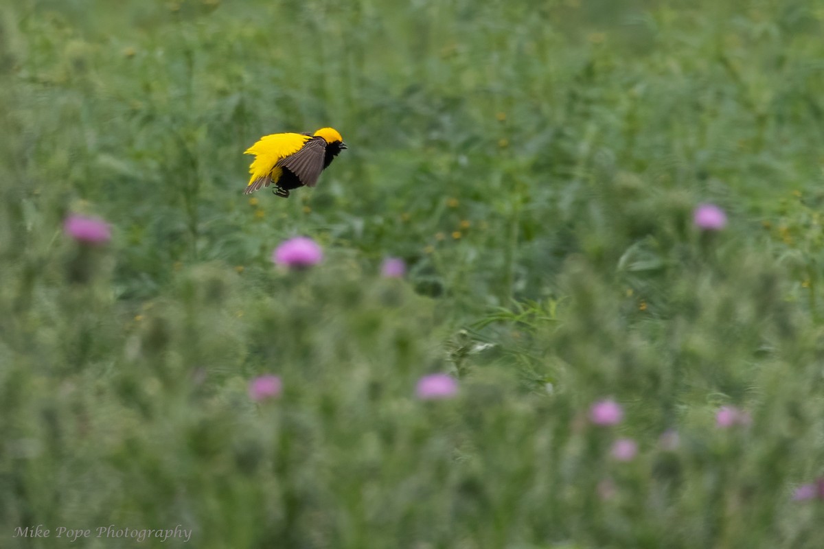 Yellow-crowned Bishop - ML371127971