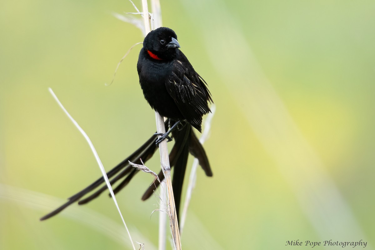 Red-collared Widowbird - ML371128051