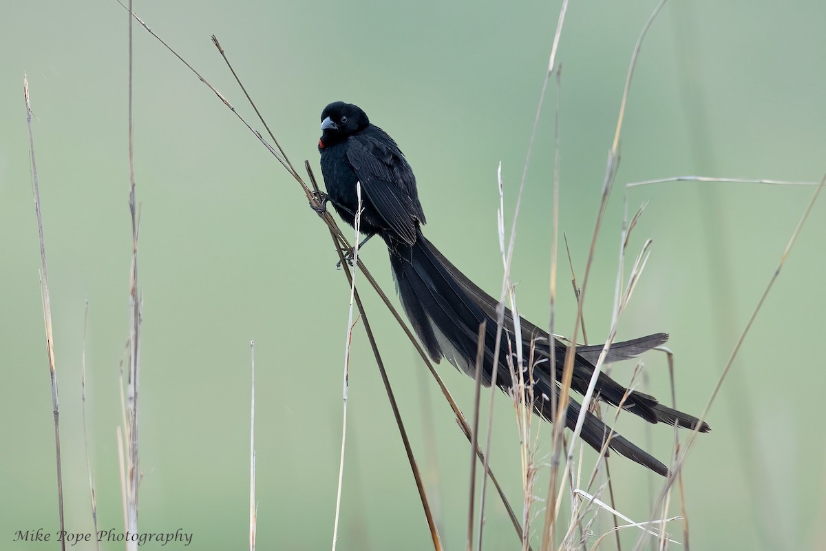 Red-collared Widowbird - ML371128061
