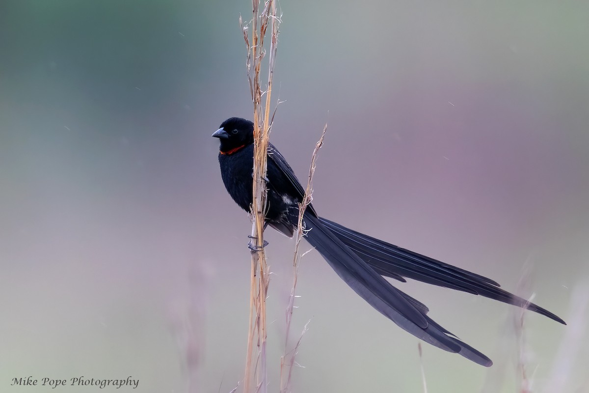 Red-collared Widowbird - ML371128091