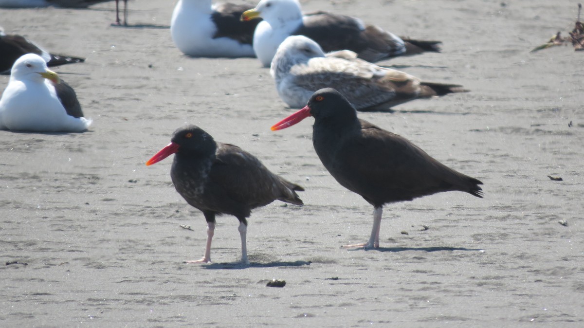 Blackish Oystercatcher - ML371128131