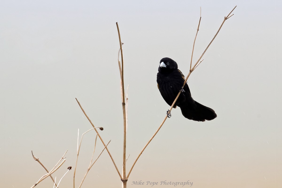 Fan-tailed Widowbird - ML371128141
