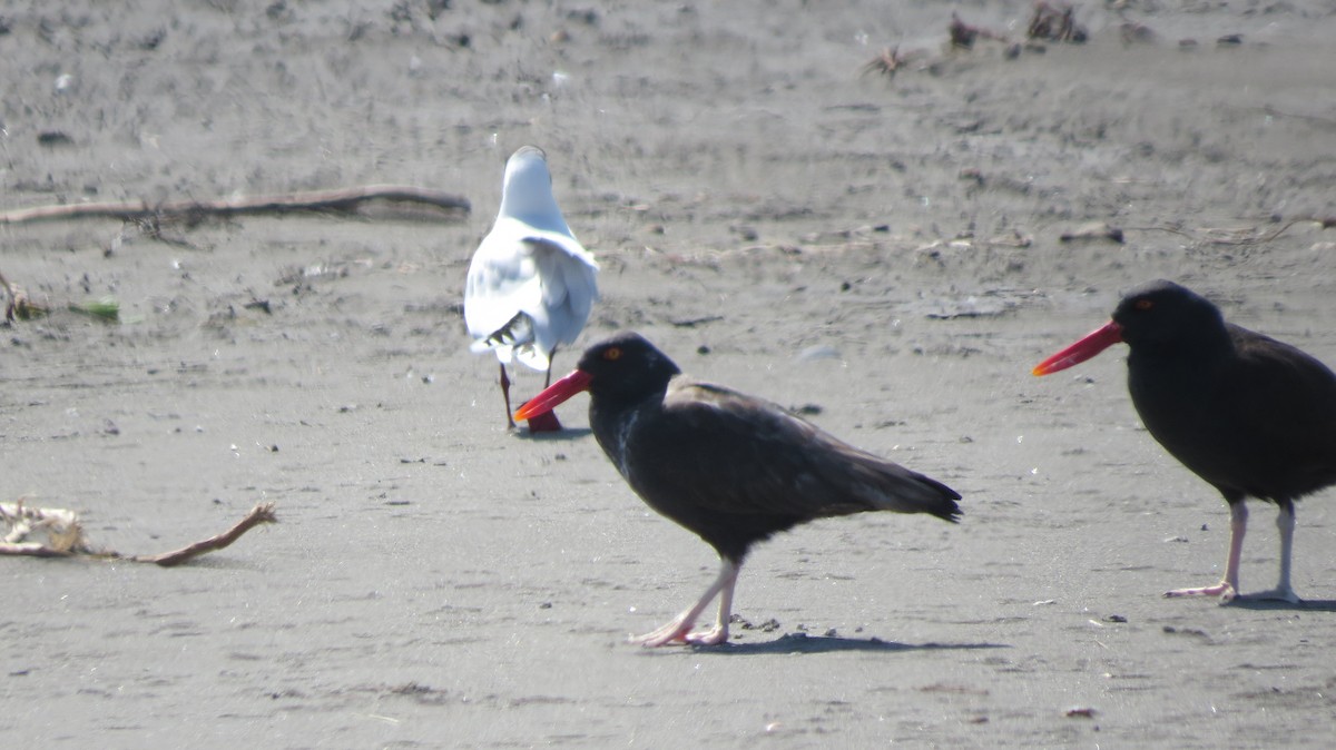 Blackish Oystercatcher - ML371128191