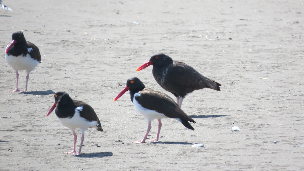 Blackish Oystercatcher - ML371128201