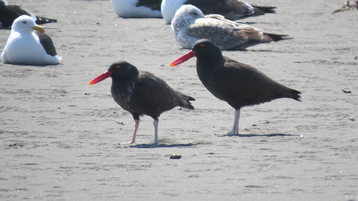 Blackish Oystercatcher - ML371128211