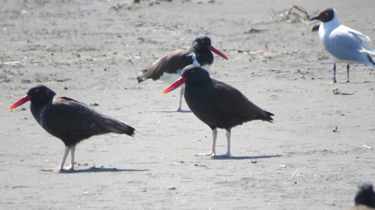 Blackish Oystercatcher - ML371128231