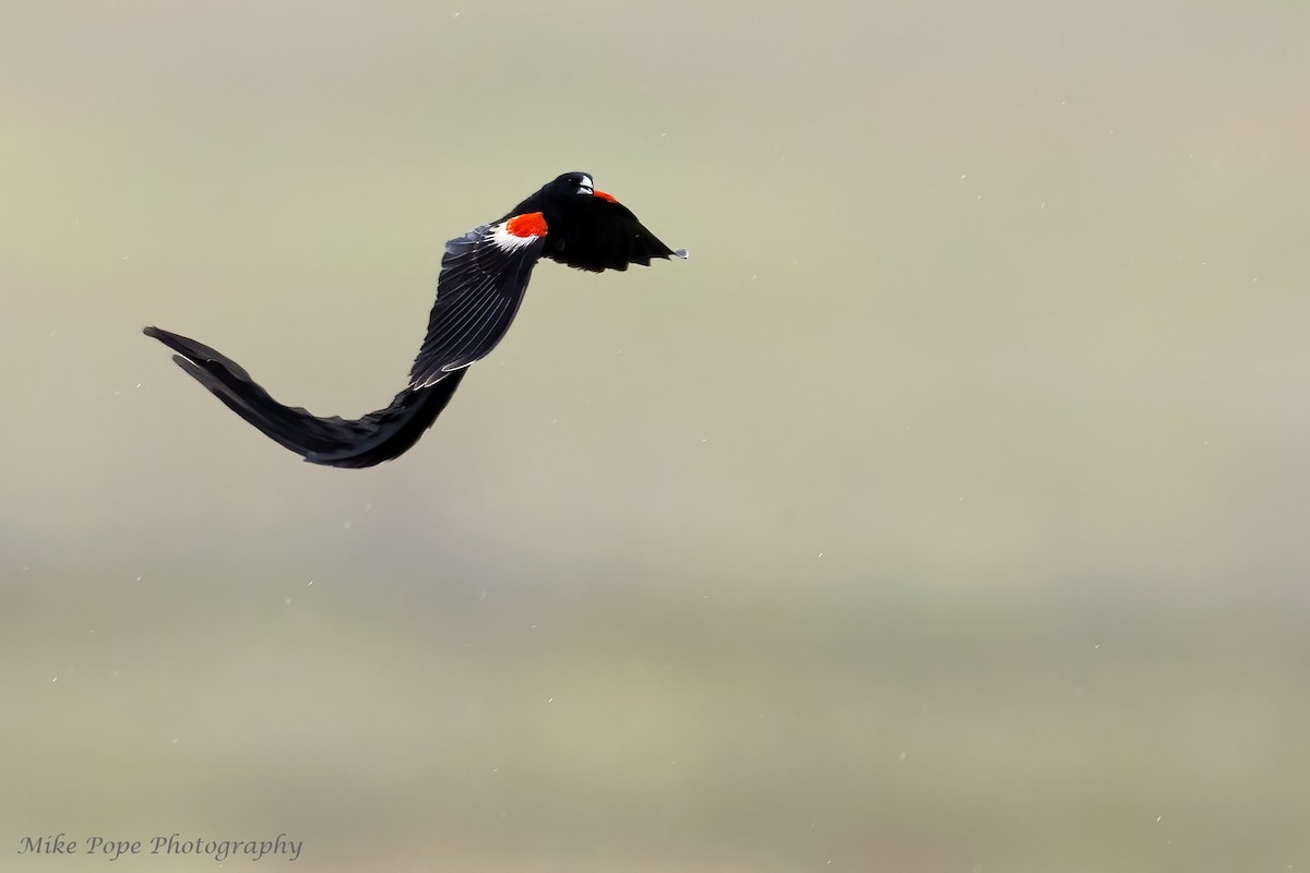 Long-tailed Widowbird - ML371128291