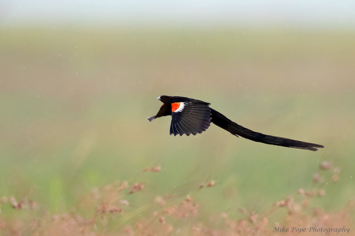 Long-tailed Widowbird - ML371128351