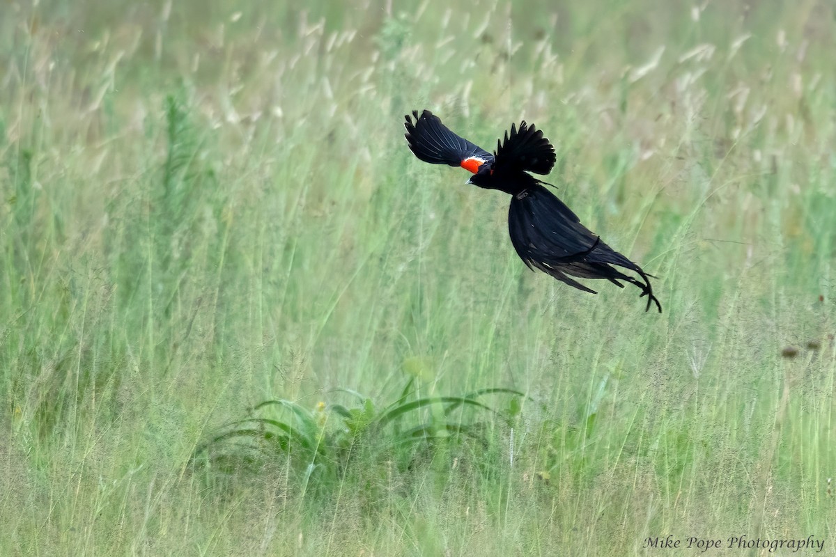 Long-tailed Widowbird - ML371128361