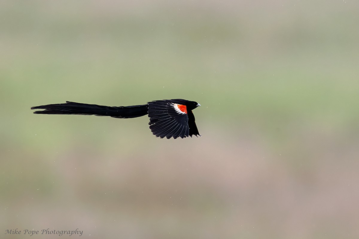 Long-tailed Widowbird - ML371128381