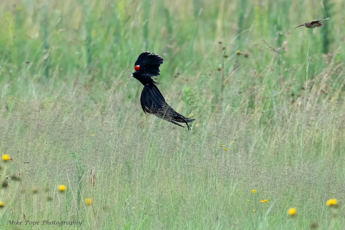 Long-tailed Widowbird - ML371128411