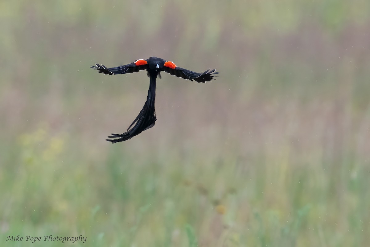 Long-tailed Widowbird - ML371128421