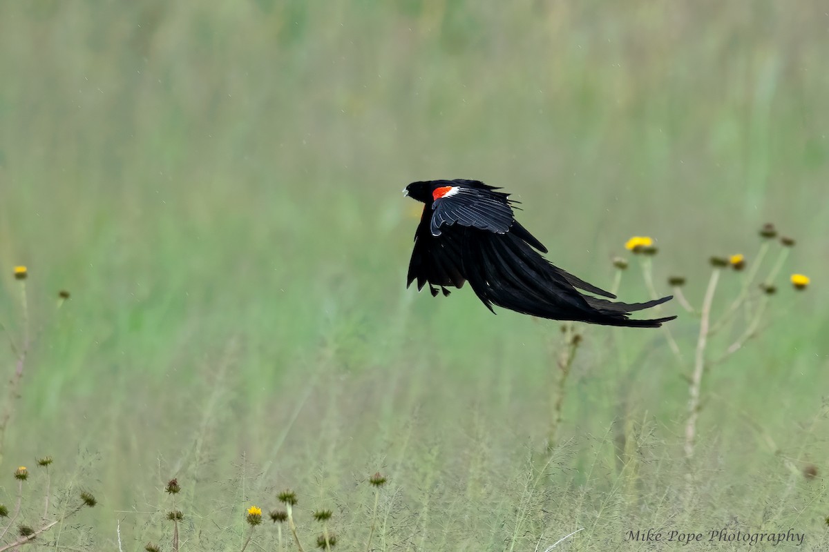 Long-tailed Widowbird - ML371128431