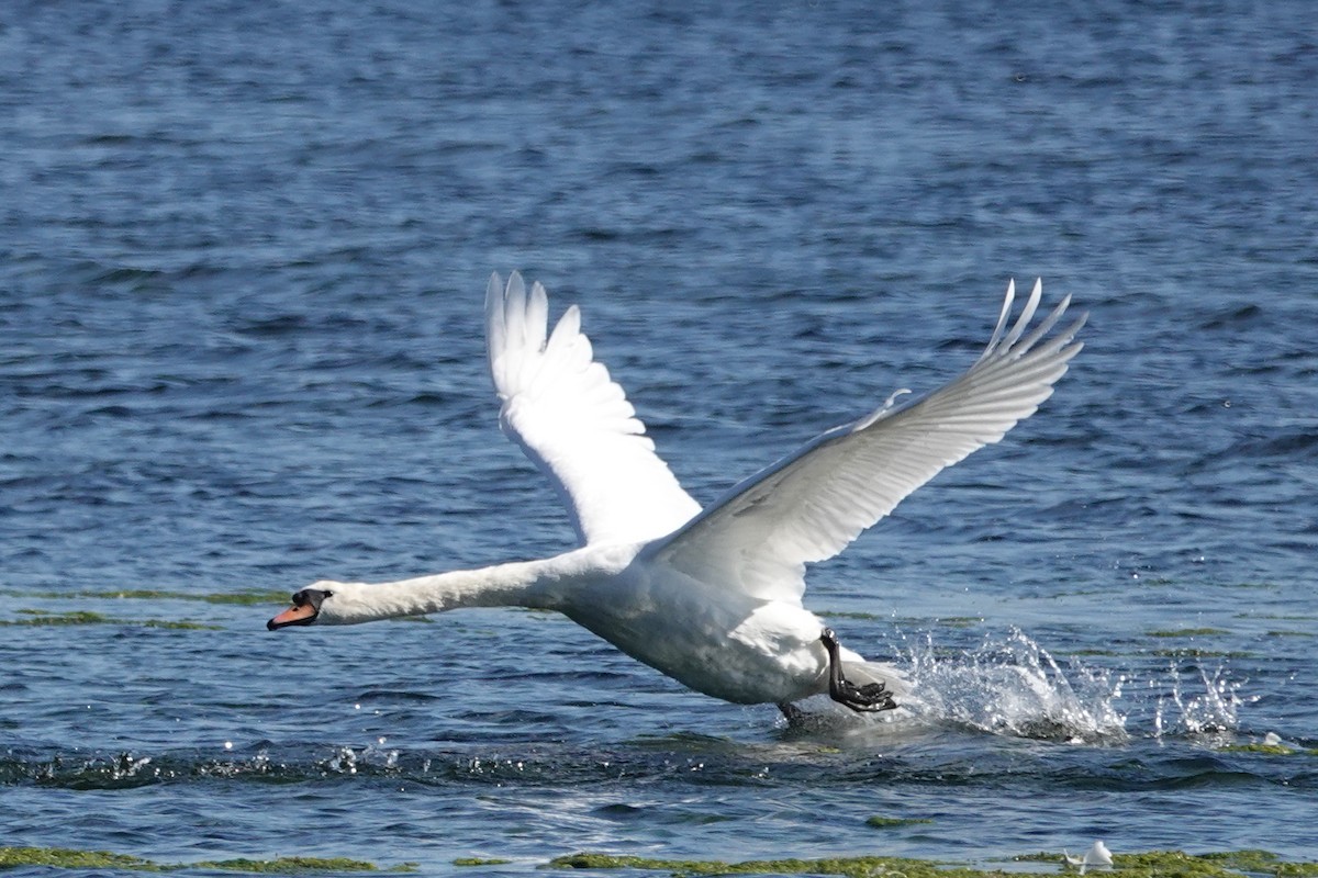 Mute Swan - ML371129171