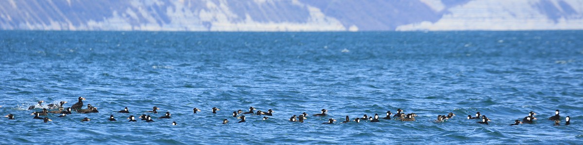 Surf Scoter - ML37112921