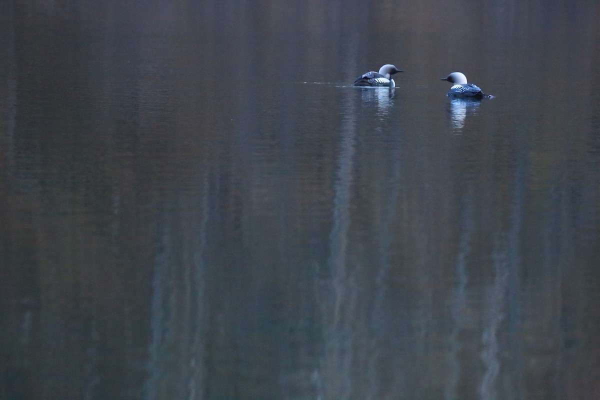 Pacific Loon - ML37113051