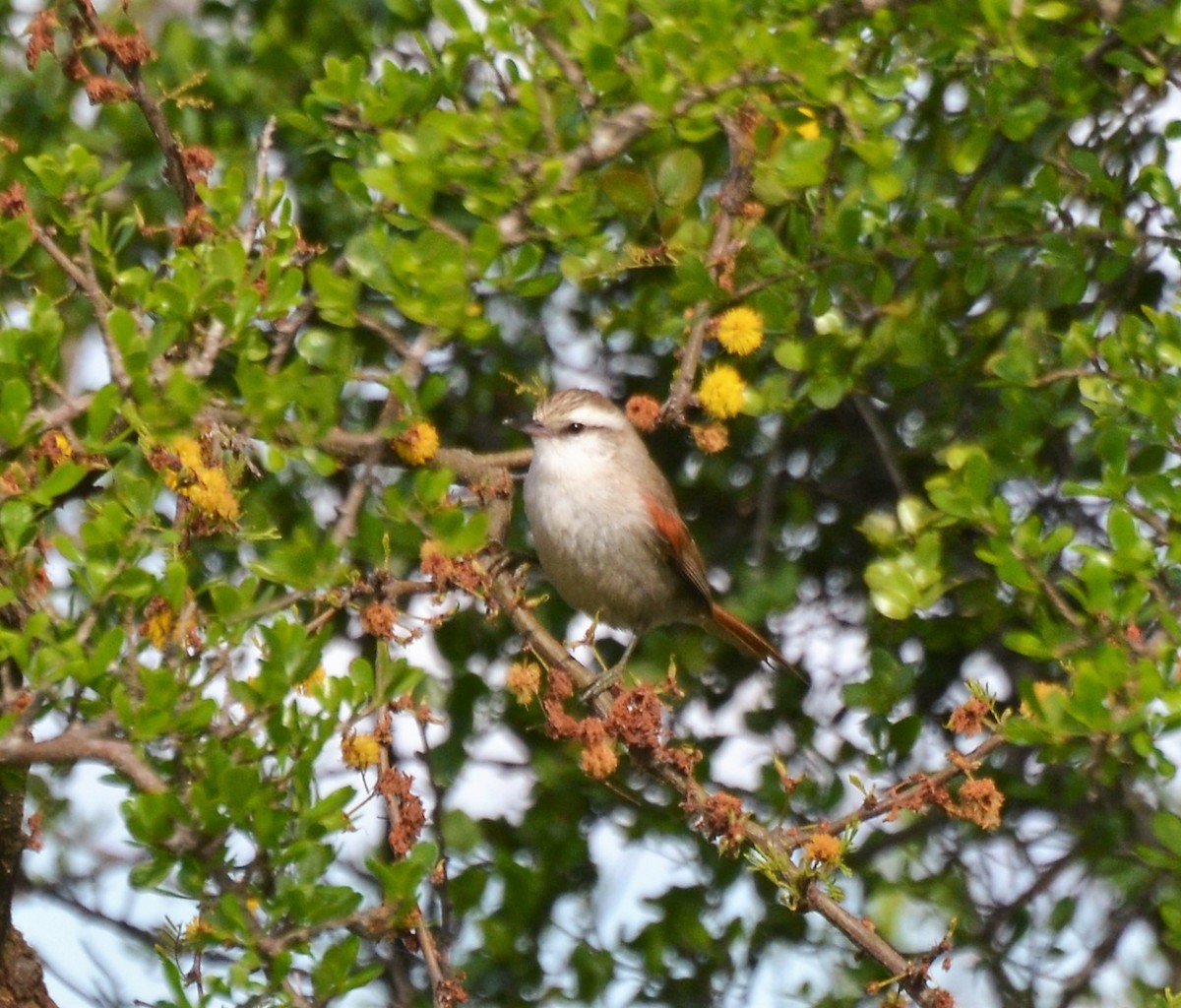 Stripe-crowned Spinetail - ML371130571