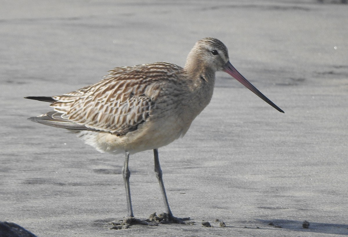 Bar-tailed Godwit - ML371130591