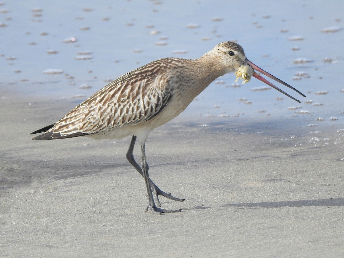 Bar-tailed Godwit - ML371130611