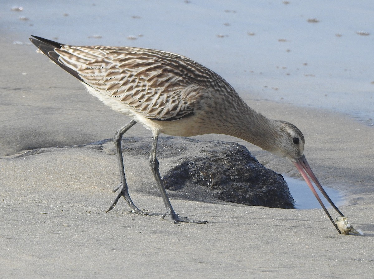Bar-tailed Godwit - ML371130701