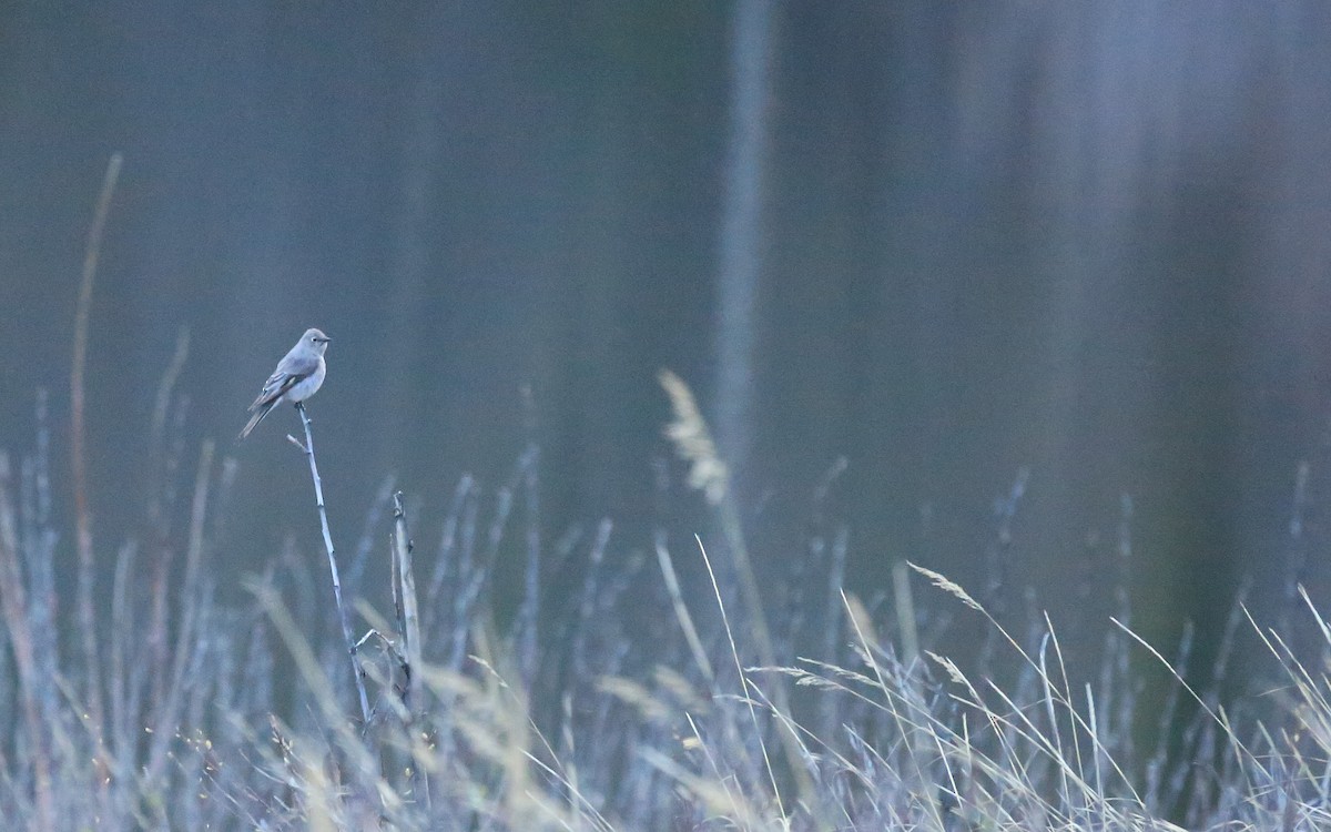 Townsend's Solitaire - ML37113091