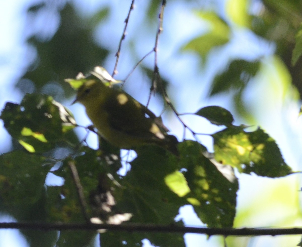 Tennessee Warbler - ML37113111