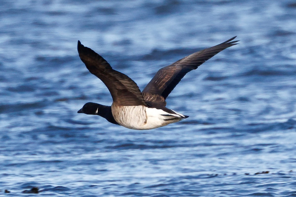 Brant (Atlantic) - ML371132671