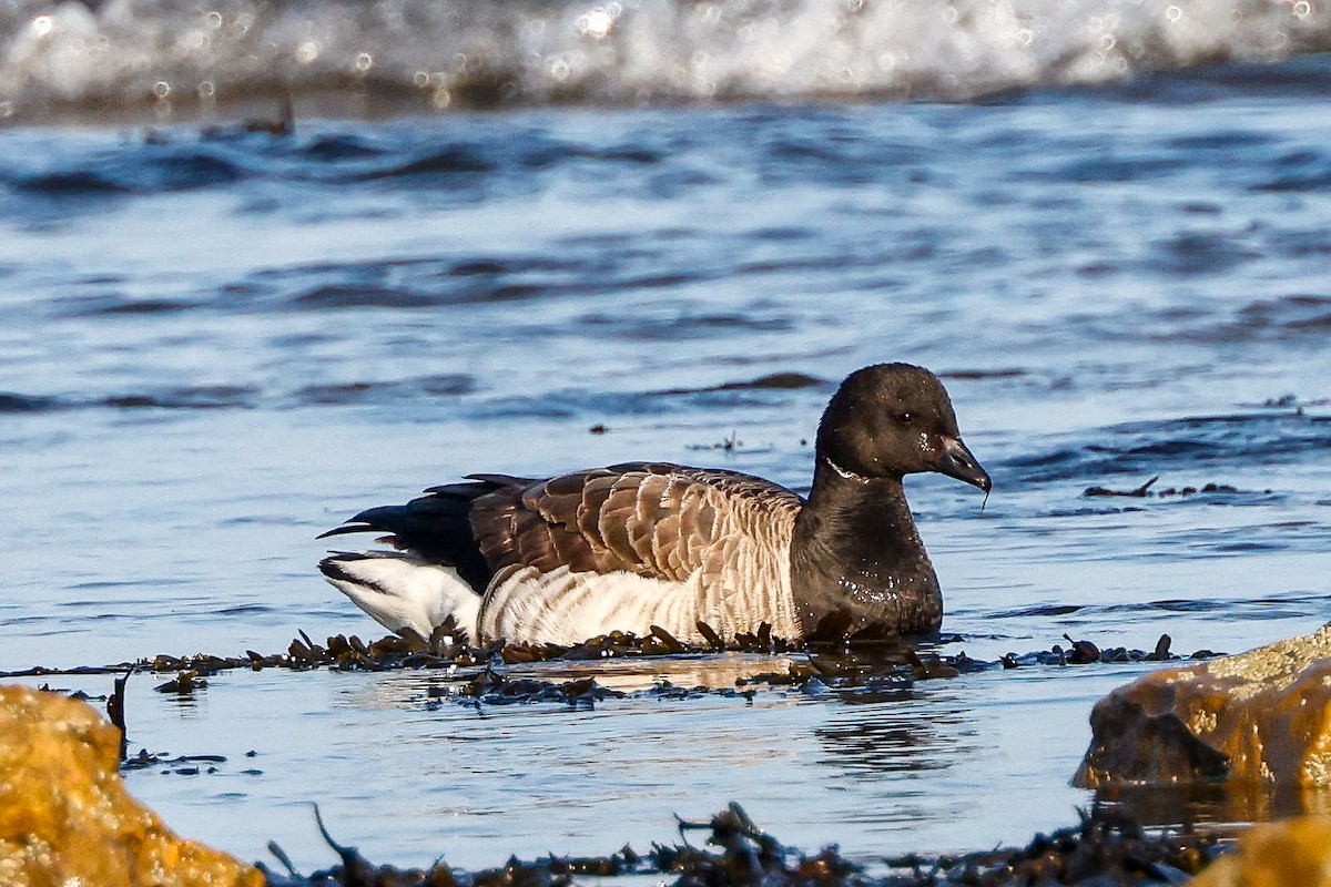 Brant (Atlantic) - ML371132681