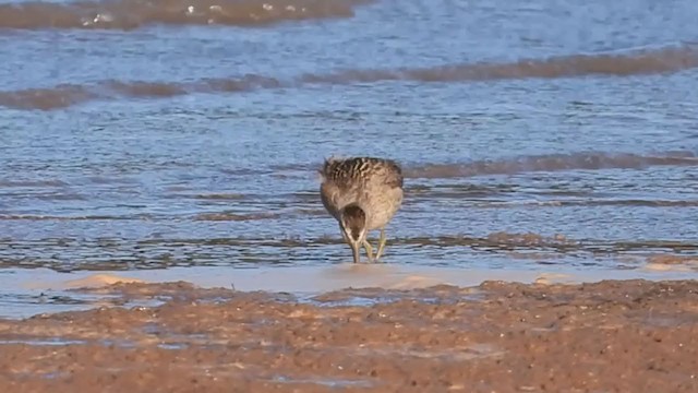 Short-billed Dowitcher - ML371133461