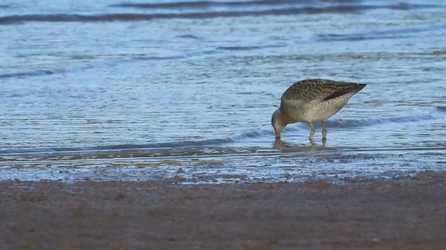 Short-billed Dowitcher - ML371133891