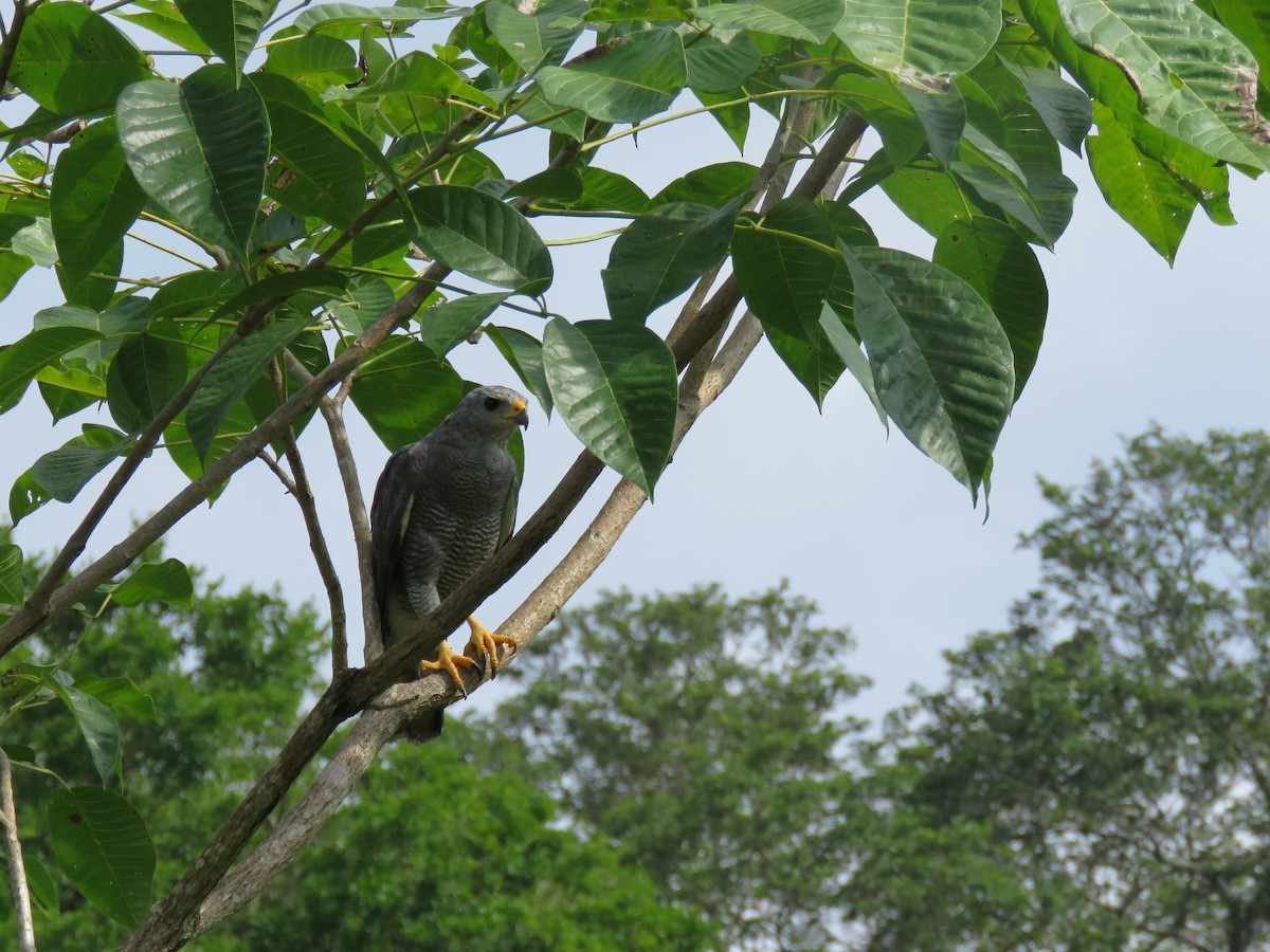 Gray Hawk - ML37113401
