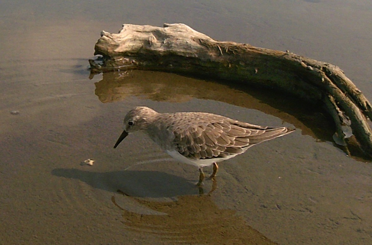 Temminck's Stint - 張 俊章