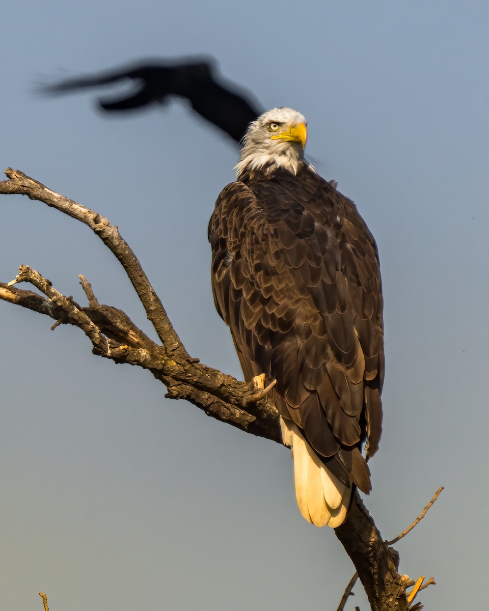 Bald Eagle - Jhoneil Centeno