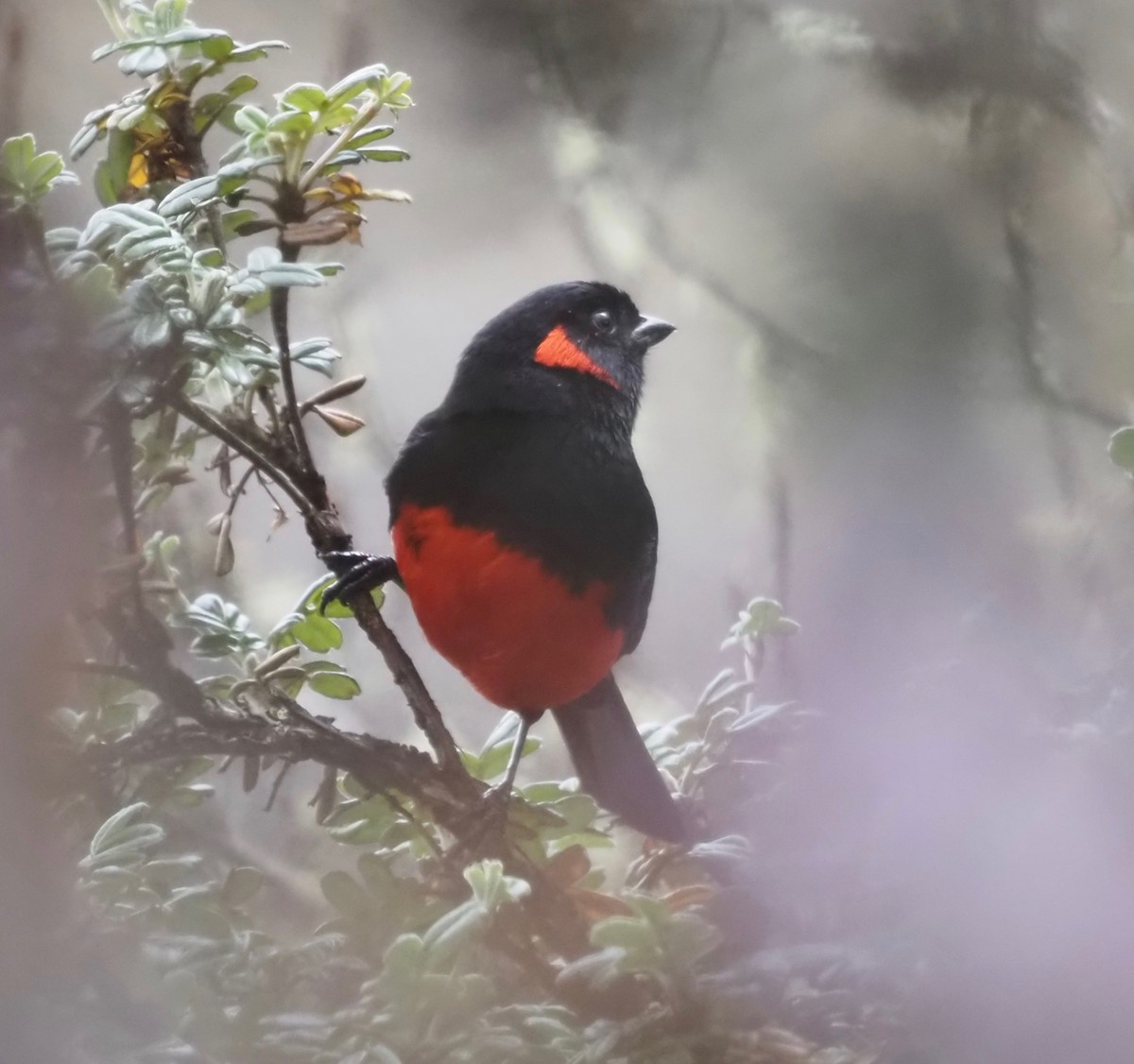 Scarlet-bellied Mountain Tanager - ML371136101